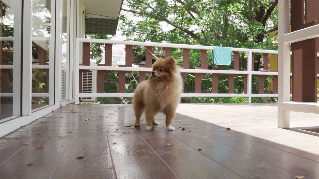 갈색 포메라니아 개, 귀여운 작은 애완동물, 짧은 머리카락, 둥근 얼굴 스타일, 집 주위를 달려라.