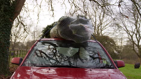 paar entlädt weihnachtsbaum vom dach des autos