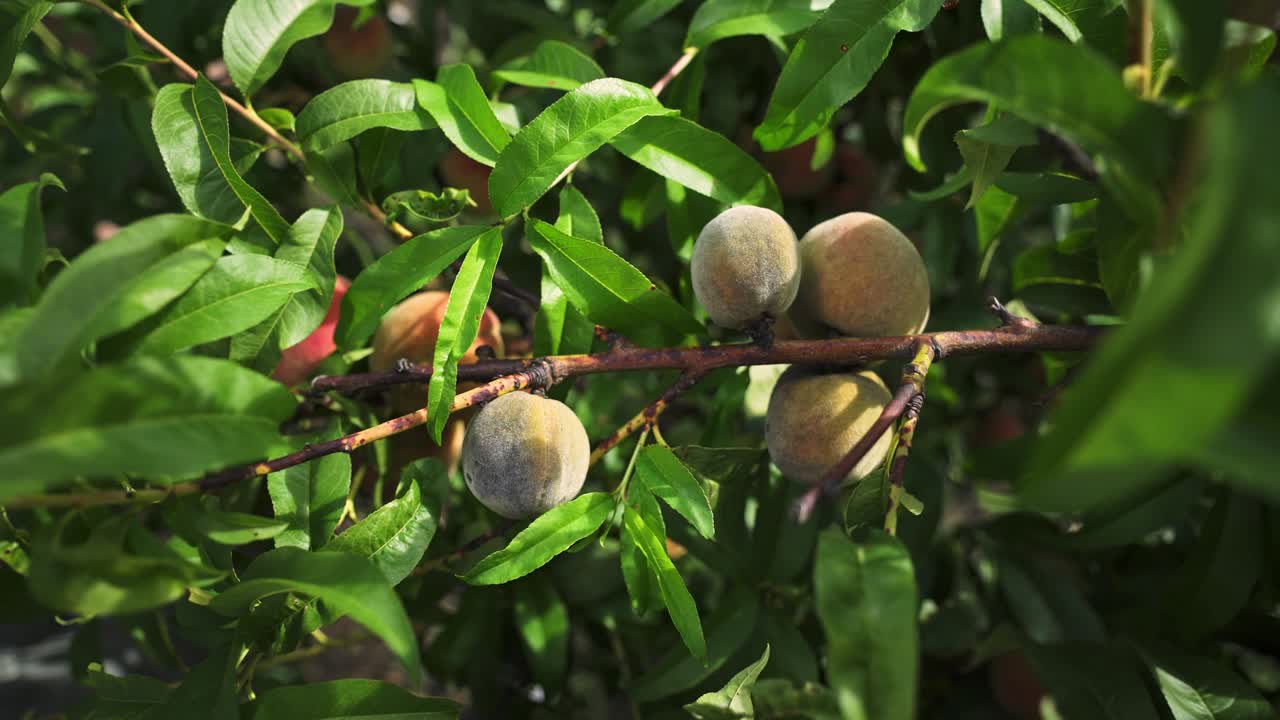 rotten peaches on the tree. fruit tree disease. poor harvest. food crisis.