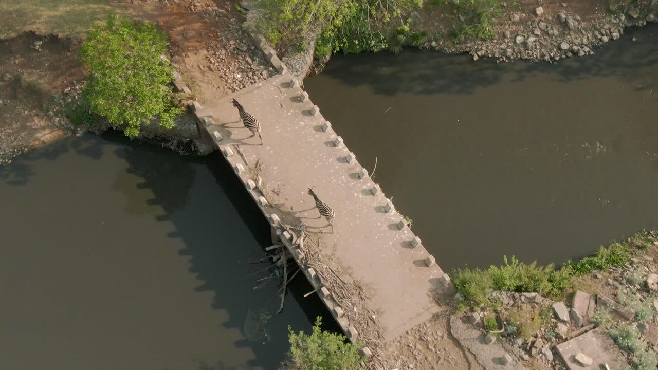 Drone aerial, Zebra's crossing a bridge over river