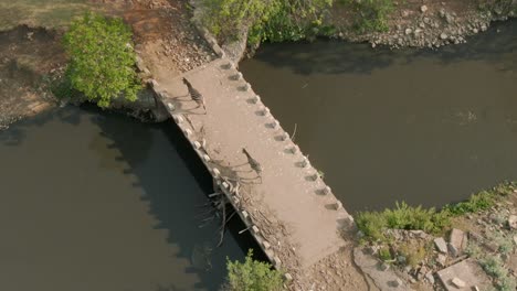 drone aerial, zebra's crossing a bridge over river