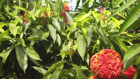 mariposa danaus ganutia atrapada en un clerodendrum naranja en la india las islas andaman en cámara lenta