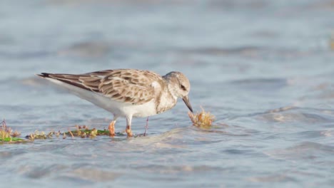 lavandera volteando algas y buscando comida en la orilla de la playa en cámara lenta