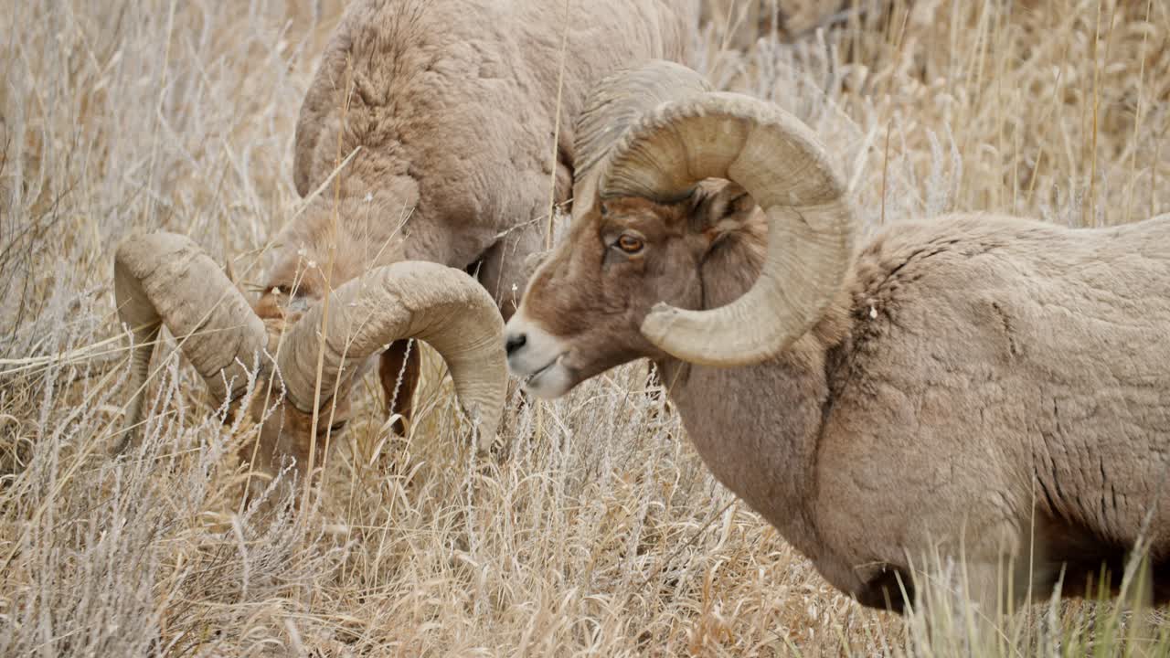 ovelhas de corno grande do deserto pastando em juncos secos no planalto do colorado