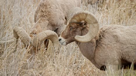 ovejas de cuerno grande del desierto pastando en cañas secas en la meseta de colorado
