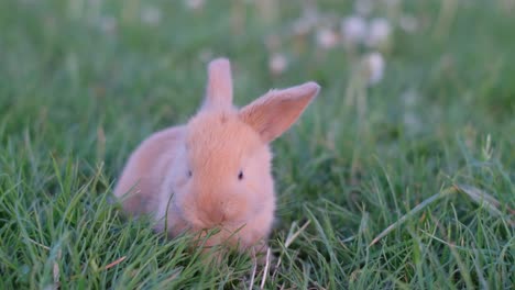 a funny little red rabbit outside a cage is jumping on the grass in a field or meadow