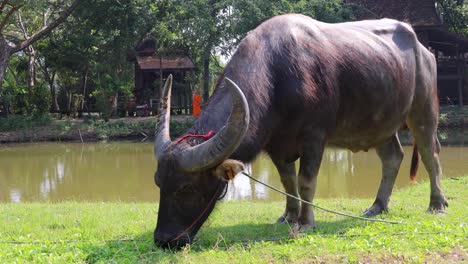 buffalo eating grass near a pond