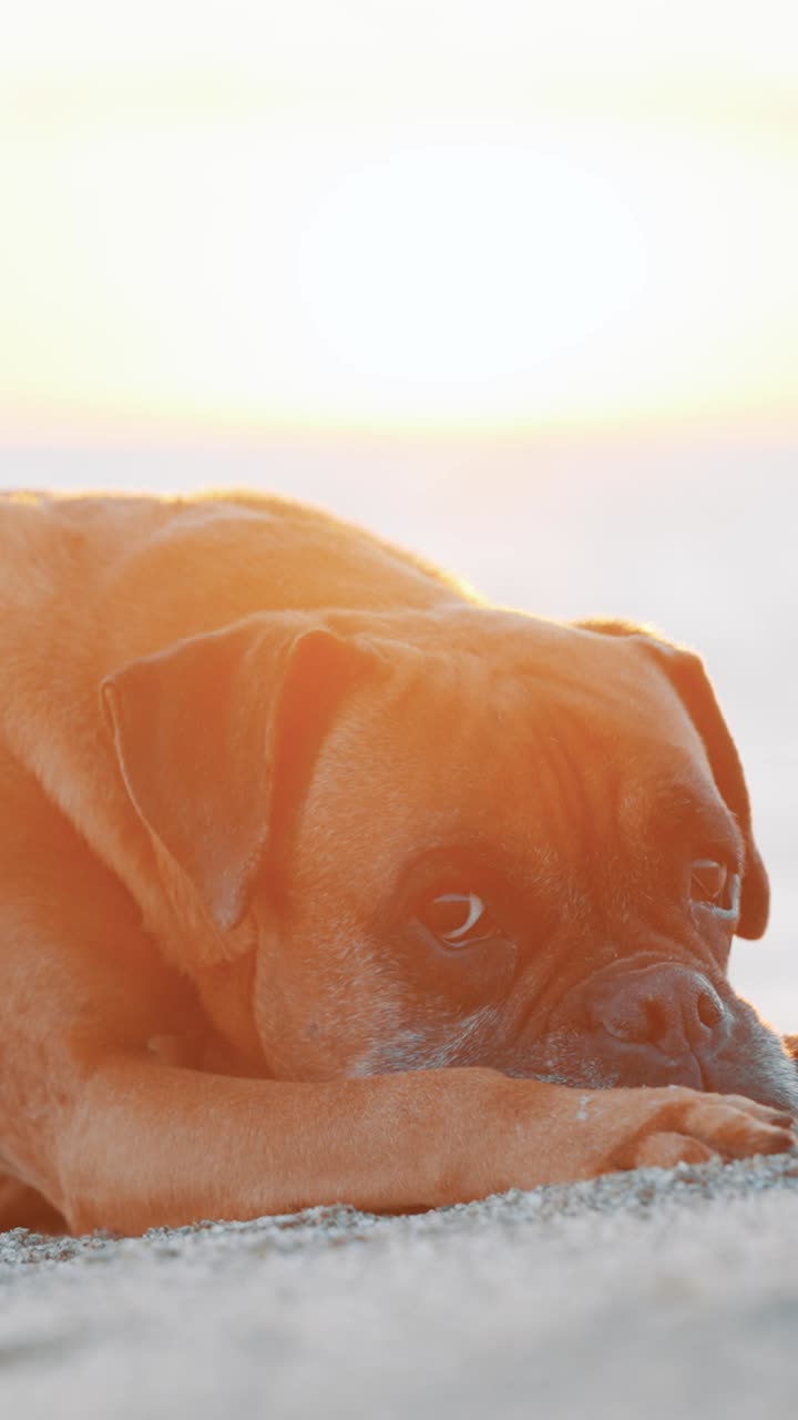 Boxer dog relaxing on beach at sunset