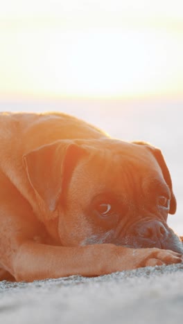 boxer dog relaxing on beach at sunset