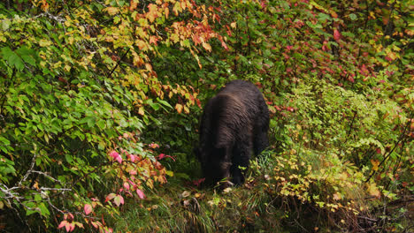 view of an eating grizzly bear in vibrant autumn colours in british columbia, canada - wide, static