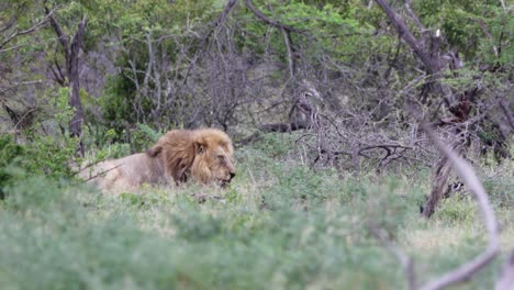 Beautiful-male-African-Lion-grooms-himself-in-Kruger-bushveld-meadow