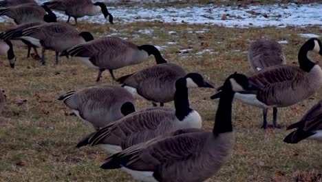 Closeup-of-flock-of-Canadian-Geese