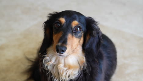 Perro-Salchicha-Dachshund-Oscuro-Mirando-Lindamente-A-La-Cámara