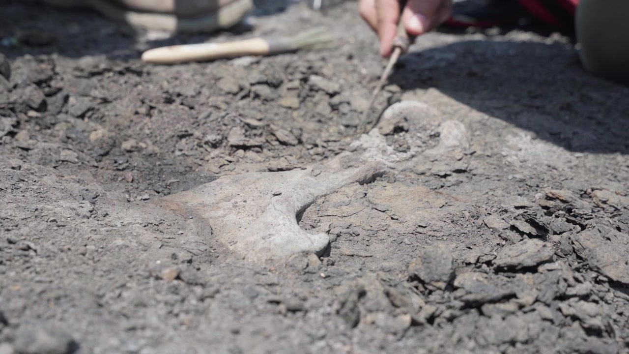 Two paleontologists using a brush and a pickaxe to unearth a fossil on the banks of the Amazon River.
