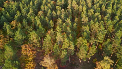 克羅恩山峰 (crohn peak) - 針葉樹林 (coniferous forest) 的山峰,在日落後的幾分鐘內可以看到