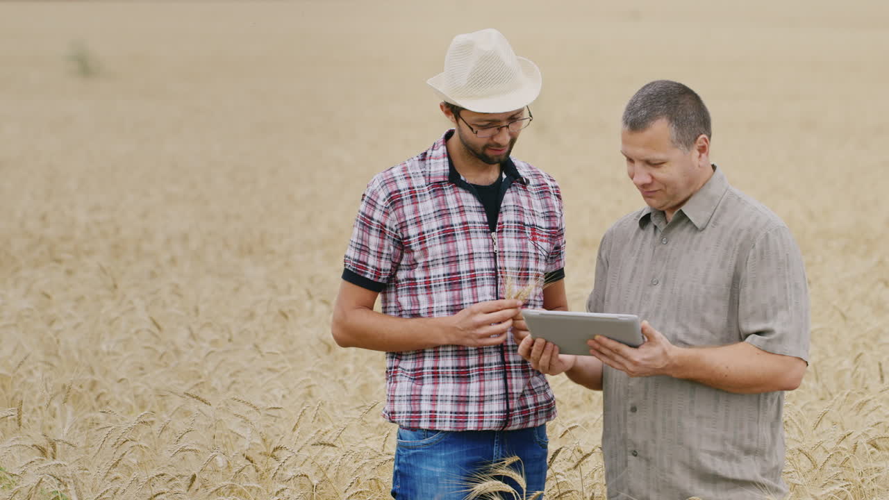 два фермера работают на пшеничном поле с помощью планшета