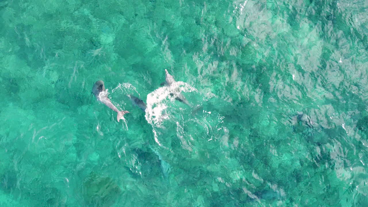 Dolphins filmed from above playing in the waves in zanzibar