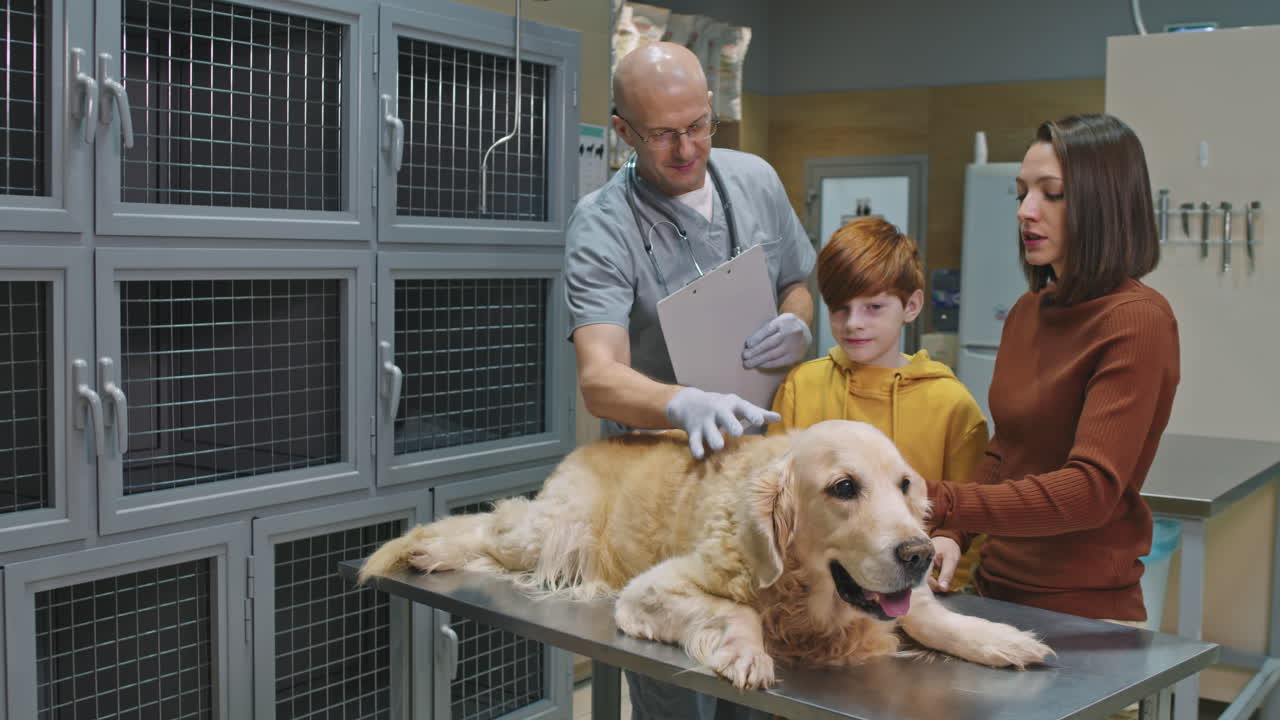Veterinarian Examining Ill Dog