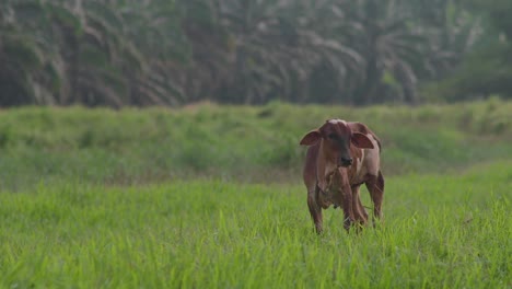 Cow-on-the-beautiful-meadow