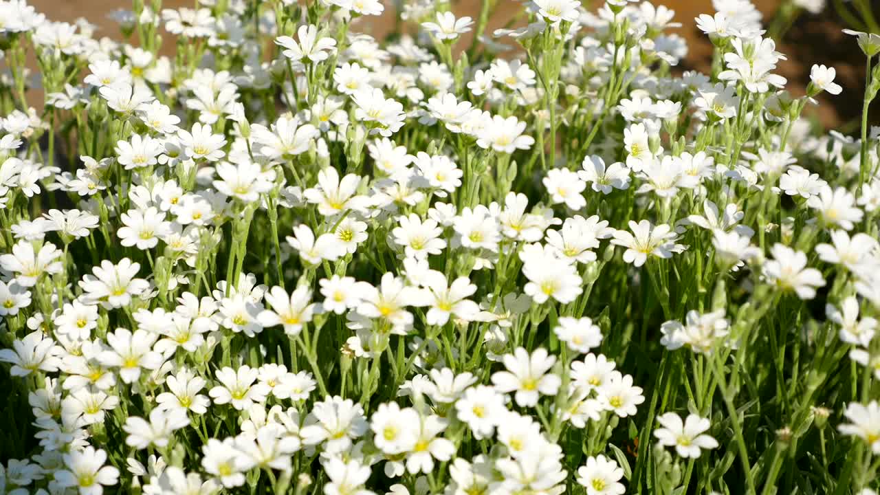 Many white small flowers in meadow