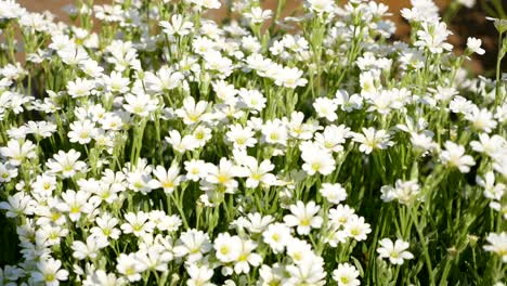 muchas pequeñas flores blancas en el prado