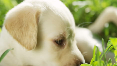 Close-up-view-of-a-little-cute-labrador-puppy-putting-his-muzzle-on-green-grass-and-sniffing-something