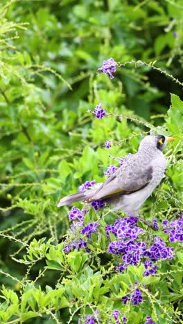 el pájaro se mueve a través del arbusto, buscando alimento entre las flores.