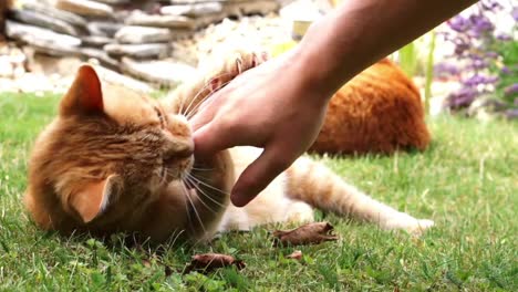 close up of orange cat in the grass on a sunny summer day playfully biting and playing with a human hand