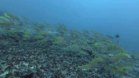 large school of yellow goatfish slowly swim in the blue water over corals bottom. yellowfin goatfish - mulloidichthys vanicolensis, bali, oceania, indonesia