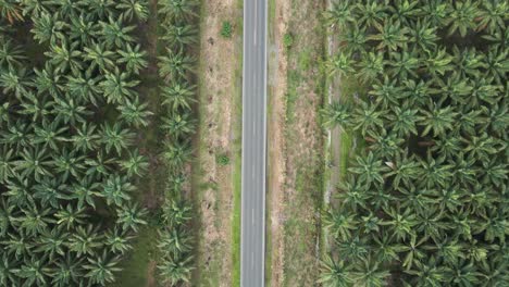 top shot of cars and trucks passing on a paved road in the middle of a palm grove in parrita, costa rica