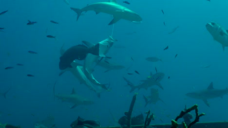 excited sharks feeding