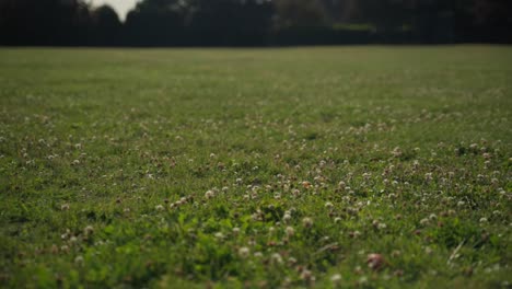 apple thrown at ground and destroyed at slow motion.