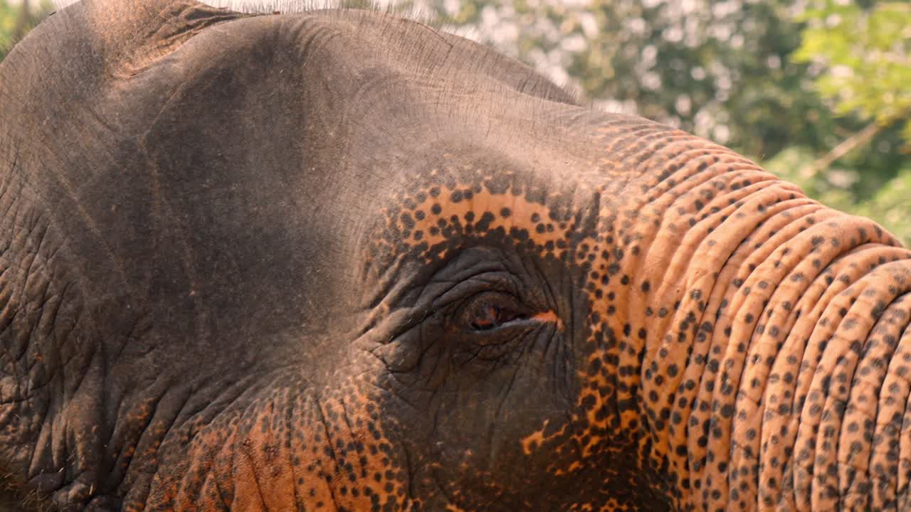 A detailed close-up shot of an Asian elephant’s eye in Sri Lanka, capturing the depth, texture, and soulful expression of this majestic creature.