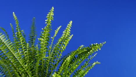 fern in breeze closeup bluescreen for compositing