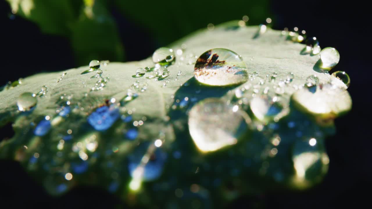 gotas de rocío en una hoja