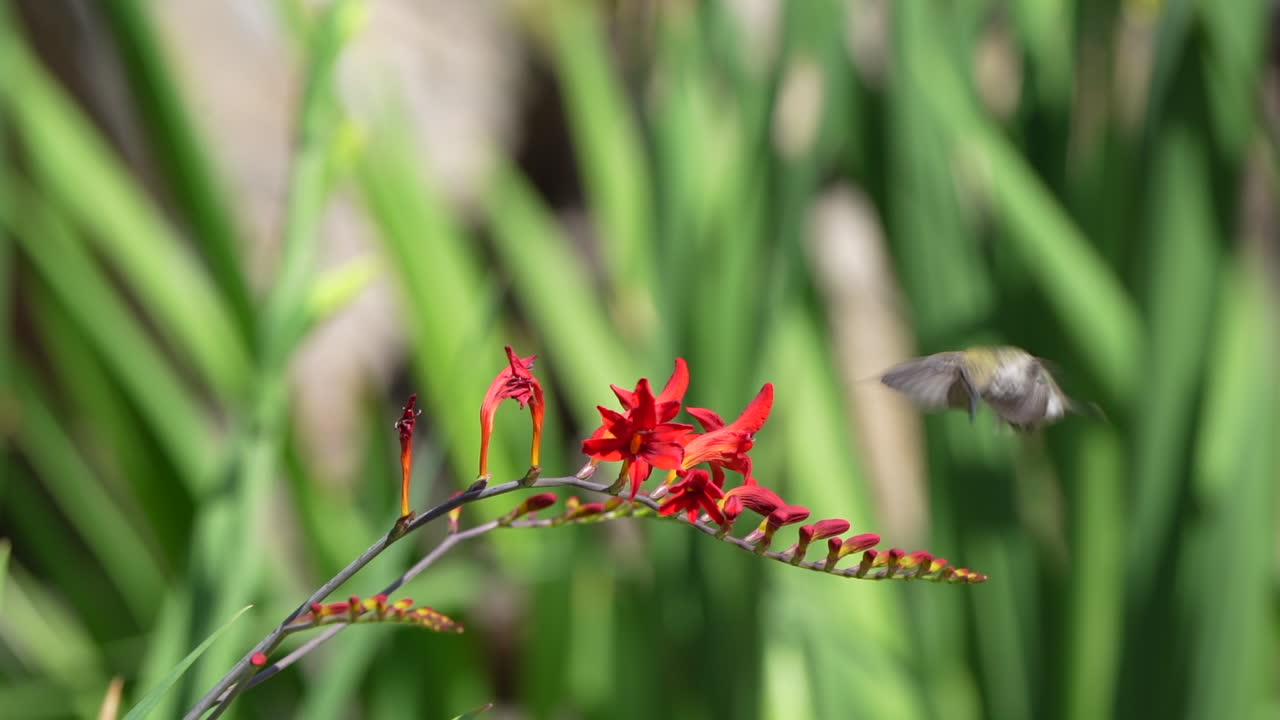 movimiento lento de un colibrí en una flor de crocosmia
