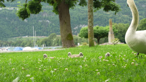 swan with baby cygnets on grassy lake shore in walensee, switzerland, calm, peaceful nature view with boats, trees and mountains in background