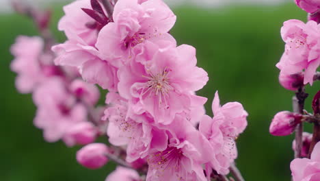 enfocando las radiantes flores de sakura en plena floración en los jardines botánicos de kyoto, japón