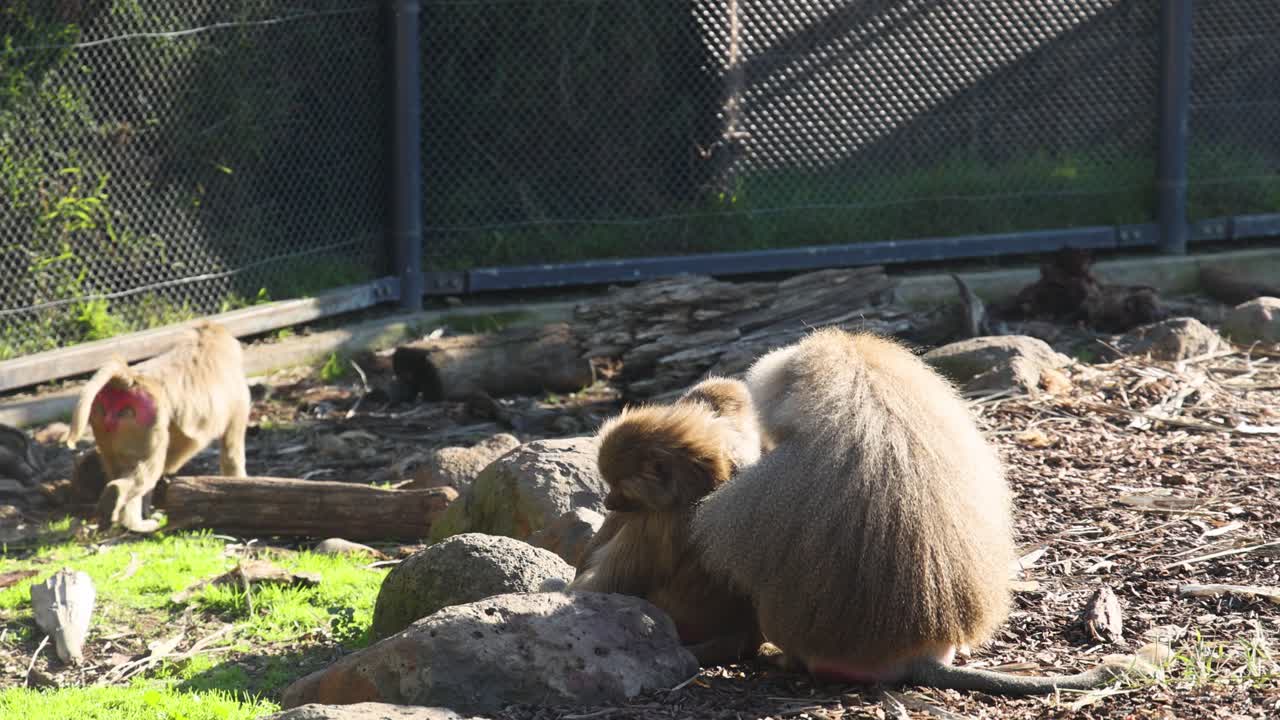 동물원 안에서 상호 작용하는 바비온