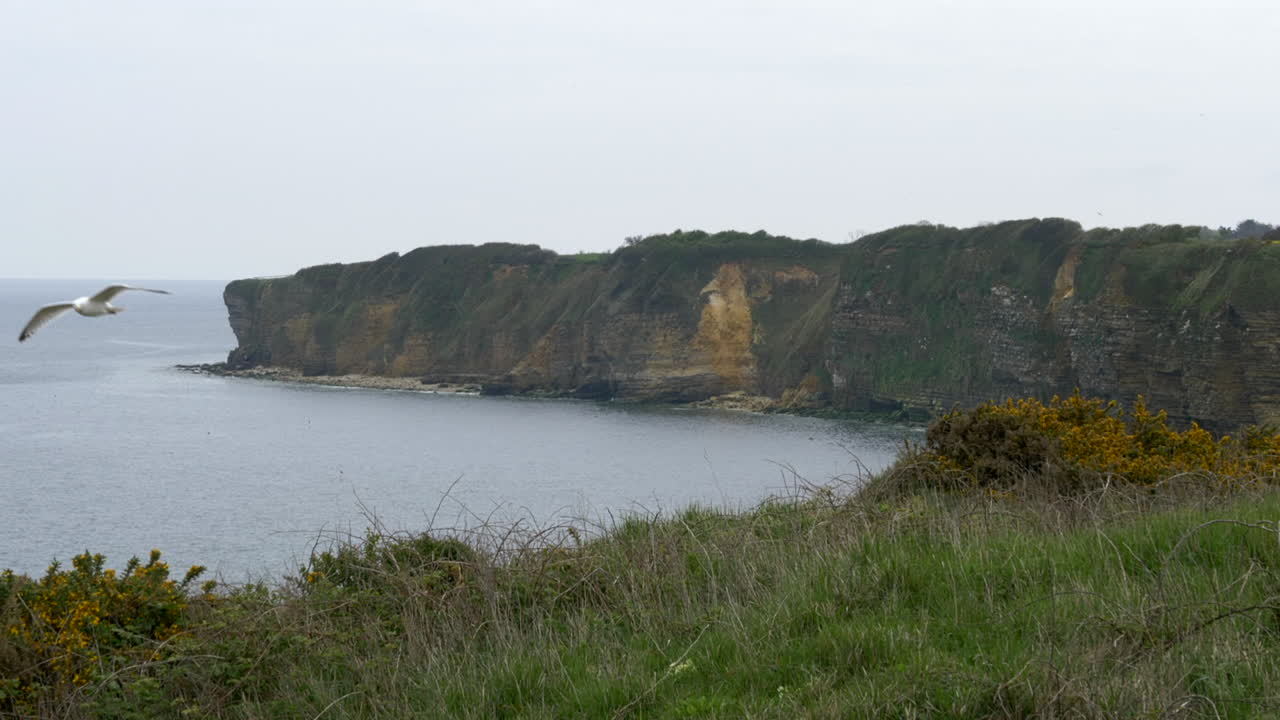 paisaje de acantilados de pointe du hoc, gaviota volando