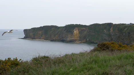 Landscape-of-Pointe-du-Hoc-cliffs,-seagull-flying