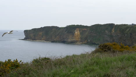 landscape of pointe du hoc cliffs, seagull flying