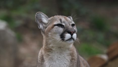 close-up of a cougar