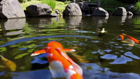 koi fish in a peaceful japanese garden pond