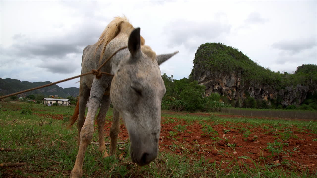 лошадь привязана на ферме в национальном парке виналес на кубе