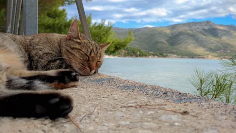 cat sleeping outside by the sea with mountain scenery, birds flying in background, mediterranean