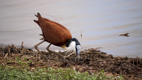 African-Jacana-Forages-on-Riverbank,-Kruger-National-Park