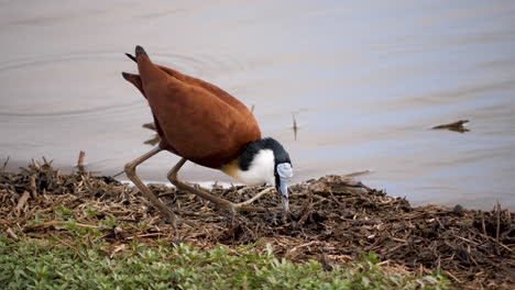 jacana africana se alimenta en la orilla del río, parque nacional kruger