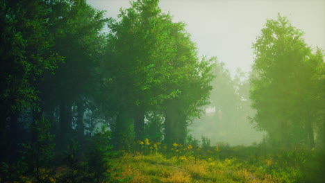 camino del bosque de niebla