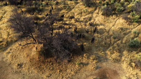 Luftaufnahme-Mit-Blick-Auf-Ein-Rudel-Gnus,-Die-In-Der-Savanne-In-Namibia-Grasen